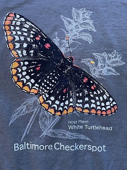 checkerspot butterfly